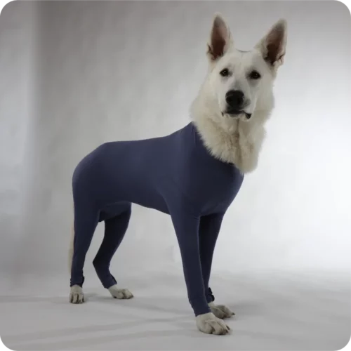 Dogs