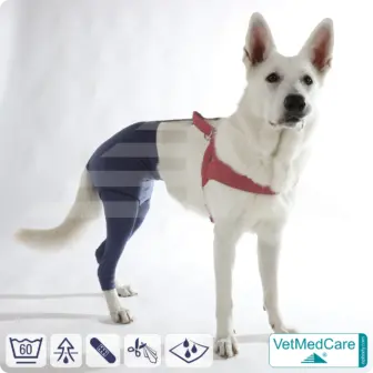 Dog Safety Pants / nappies | for dogs / bitches in heat, menstruation and incontinence | VetMedCare®
