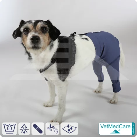 Hunde Sicherheitshosen + Hundewindeln | Dog Safety Pants bei Läufigkeit, Menstruation und Inkontinenz | VetMedCare®